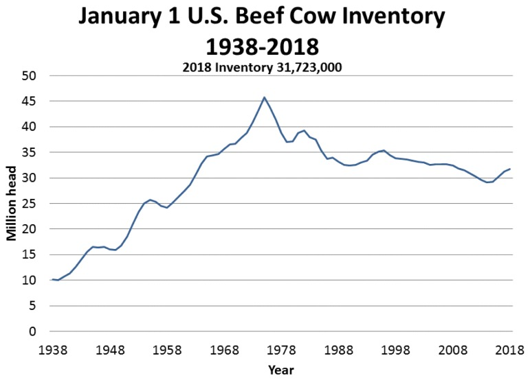 Line chart of January 1 U.S. beef cow inventory from 1938 to 2018, peaking near 45 million head in the mid-1970s and ending at about 31.7 million in 2018.